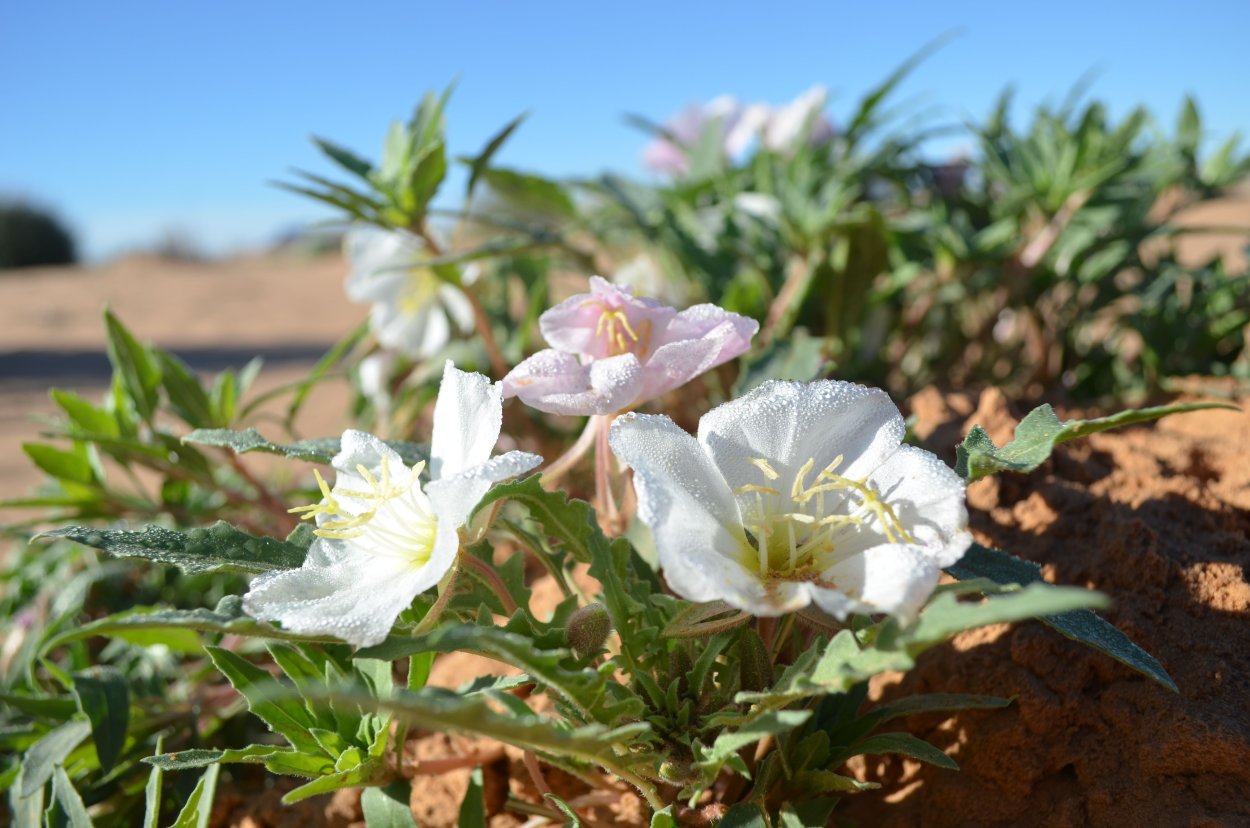 Цветущая пустыня каперсы