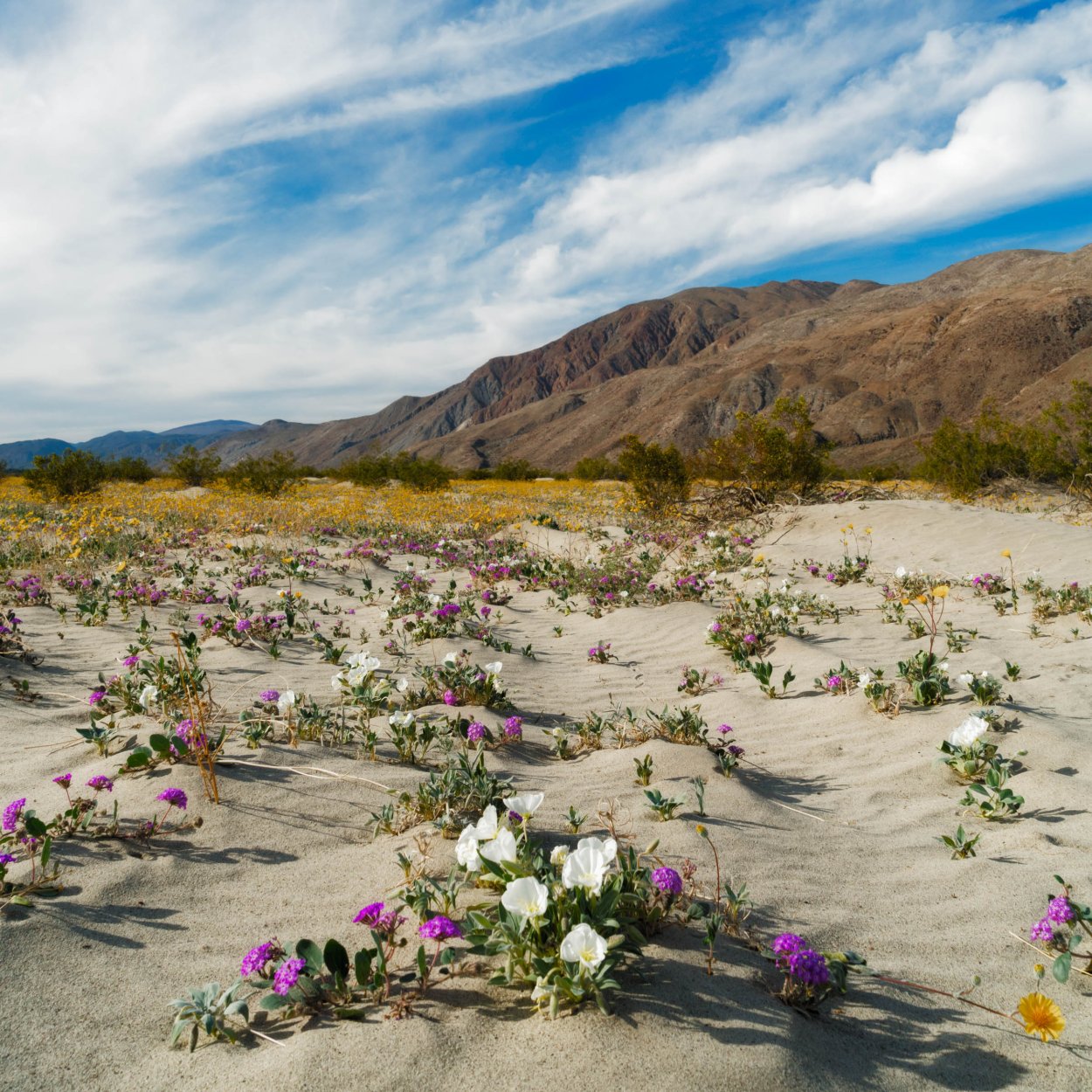 Цветущая пустыня Атакама