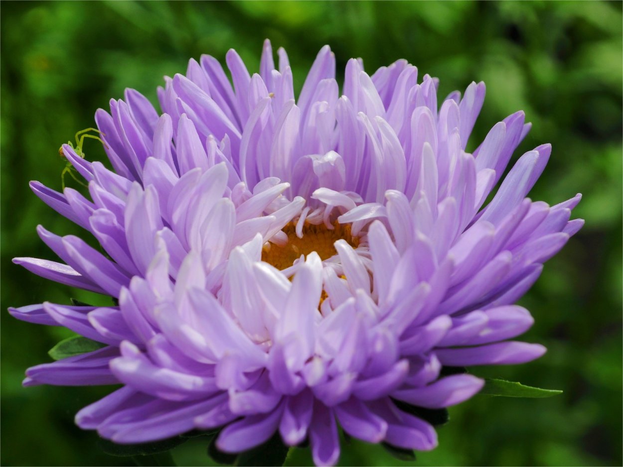 Сложноцветные Астровые растения