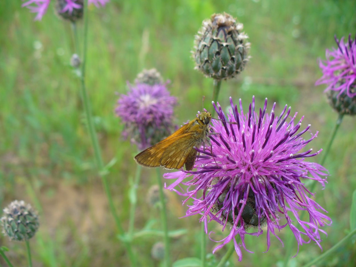Бодяк огородный фото
