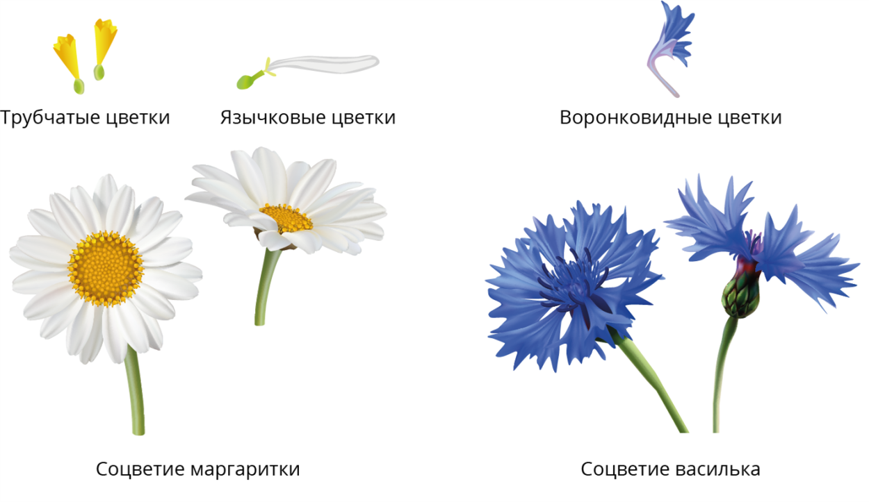 Asteraceae семейство