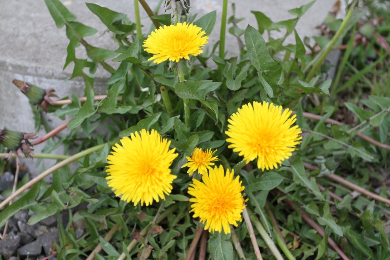 Asteraceae семейство