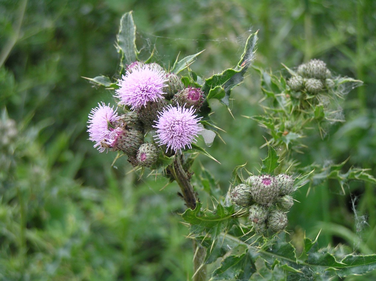 Бодяк полевой (Cirsium arvense)