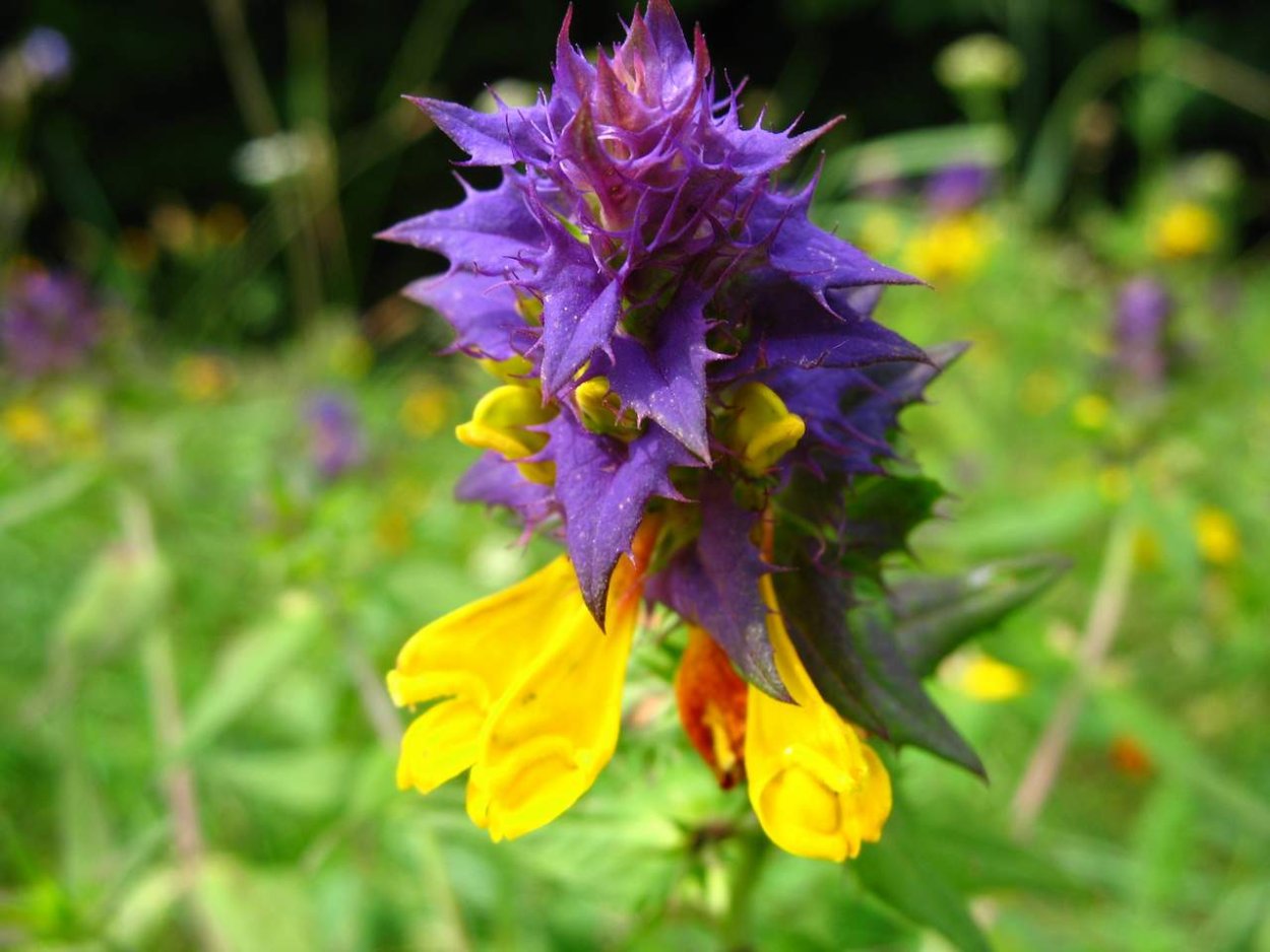 Марьянник Дубравный цветок