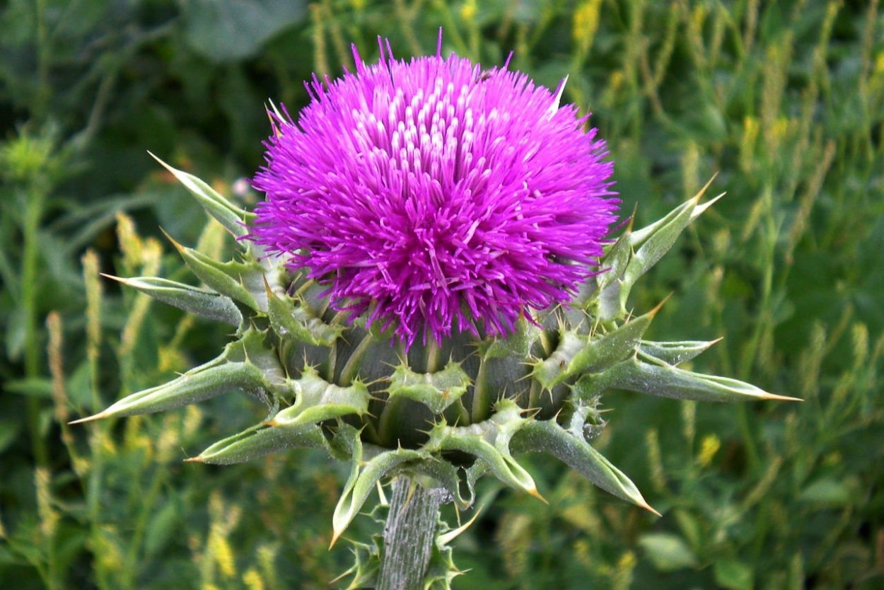 Расторопша пятнистая (Silybum Marianum)