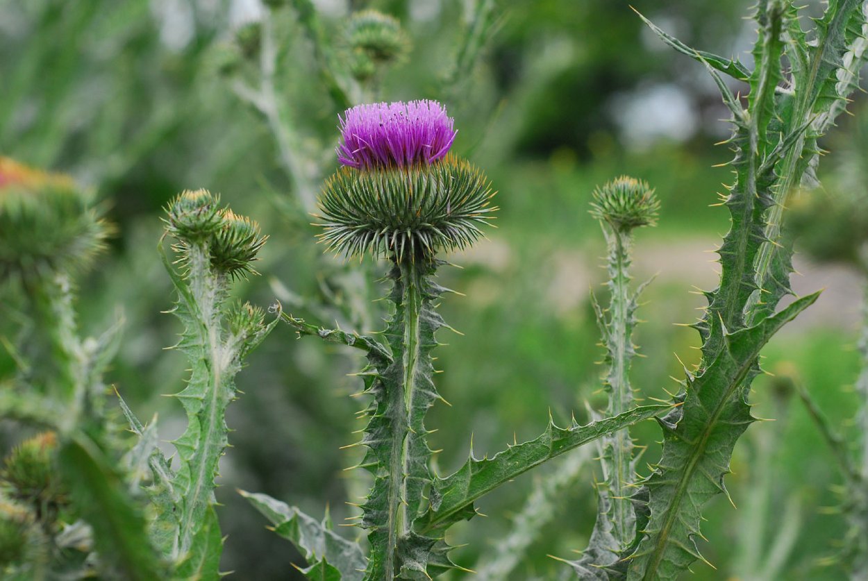 Татарник колючий медонос