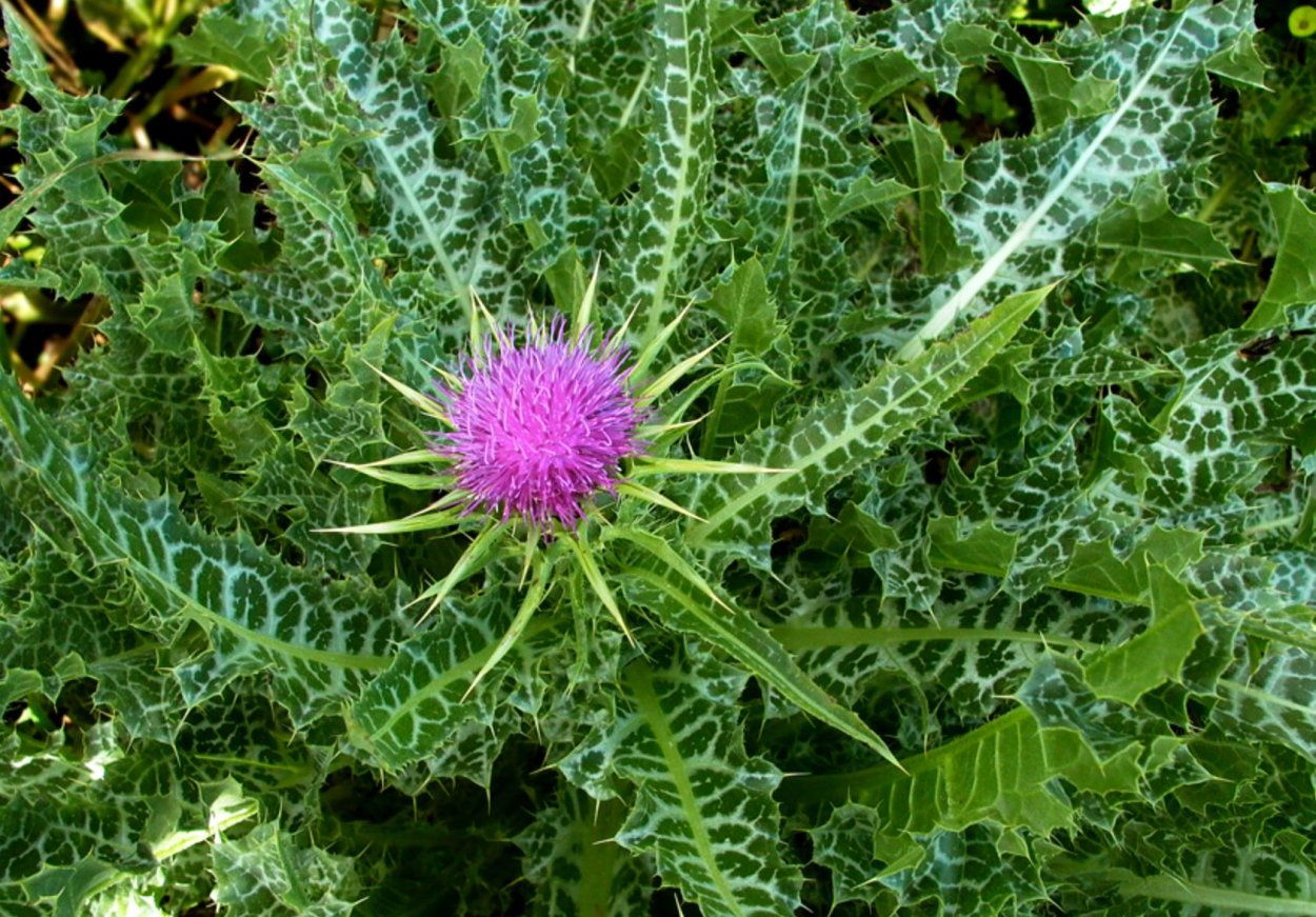 Расторопша пятнистая (Silybum Marianum)