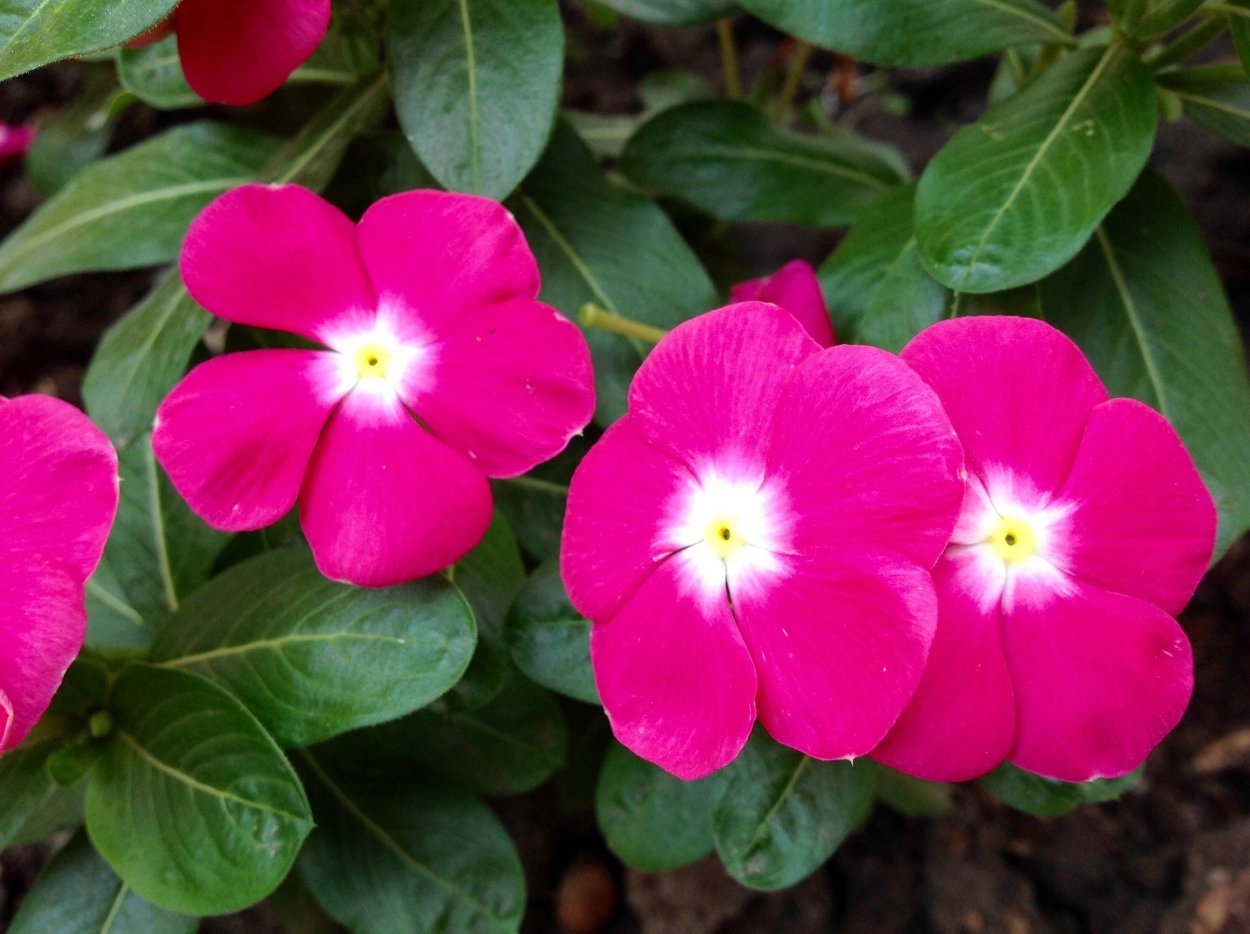 Катарантус Аристократ