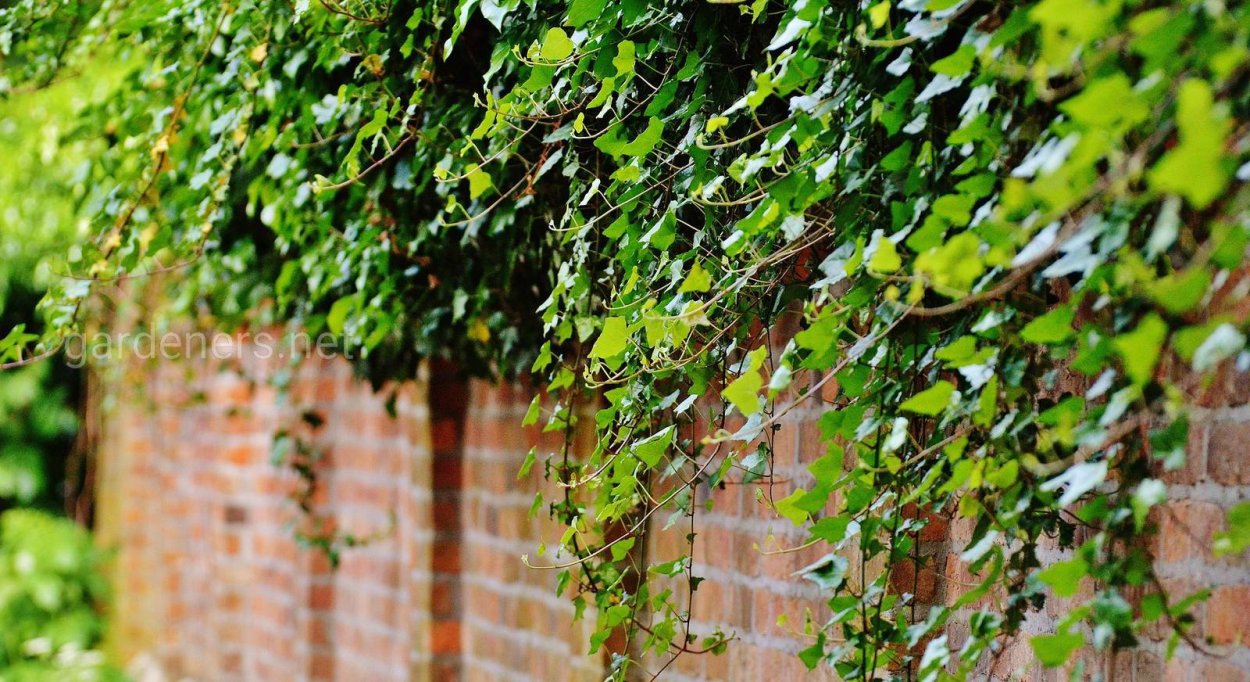Вьющиеся растения в детском саду
