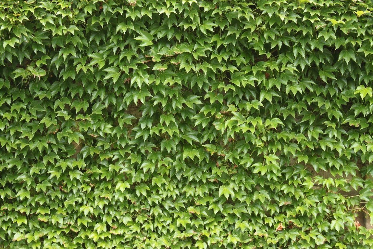 Зеленая стена плющ
