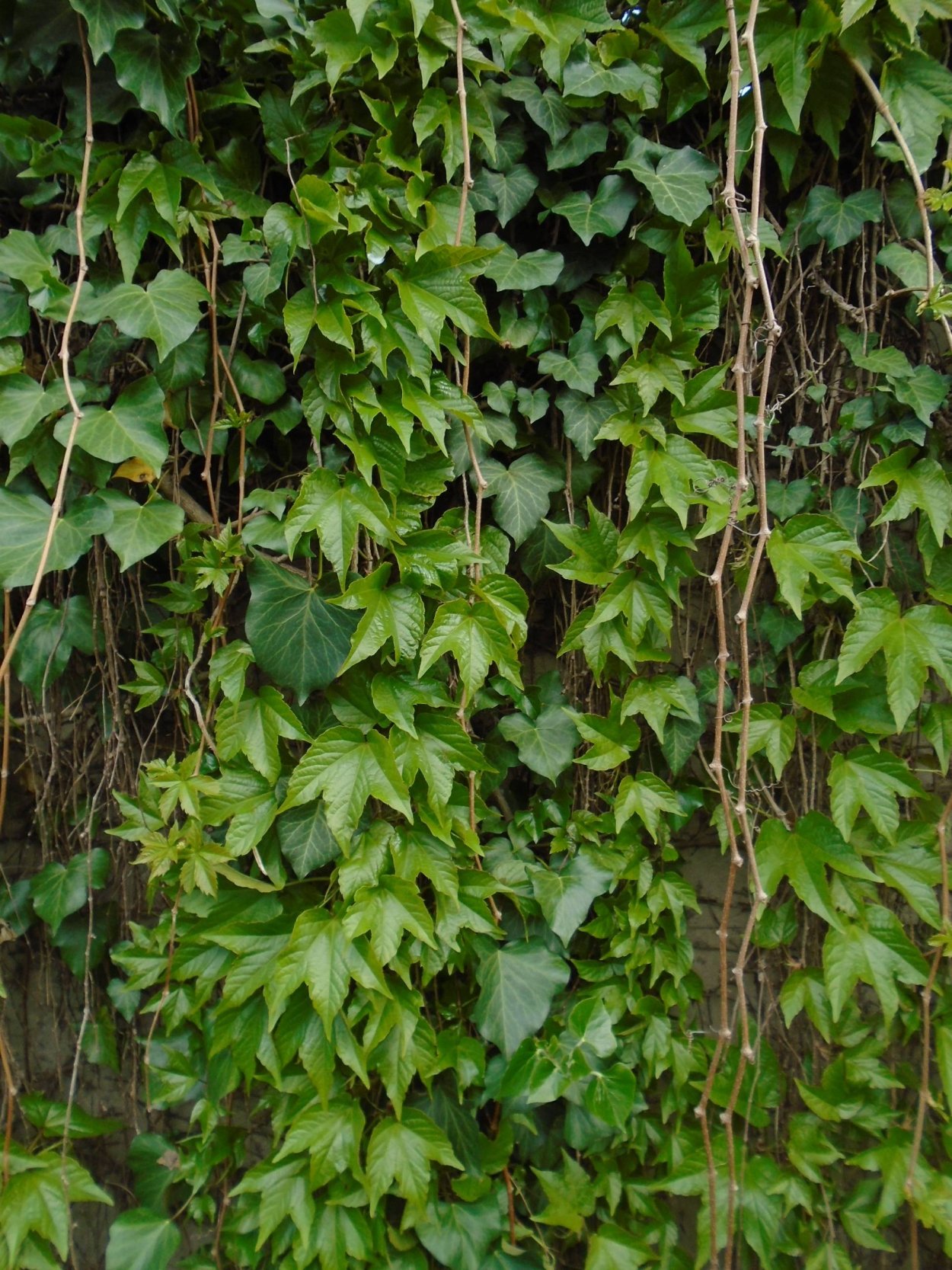 Плющ Гринхарт