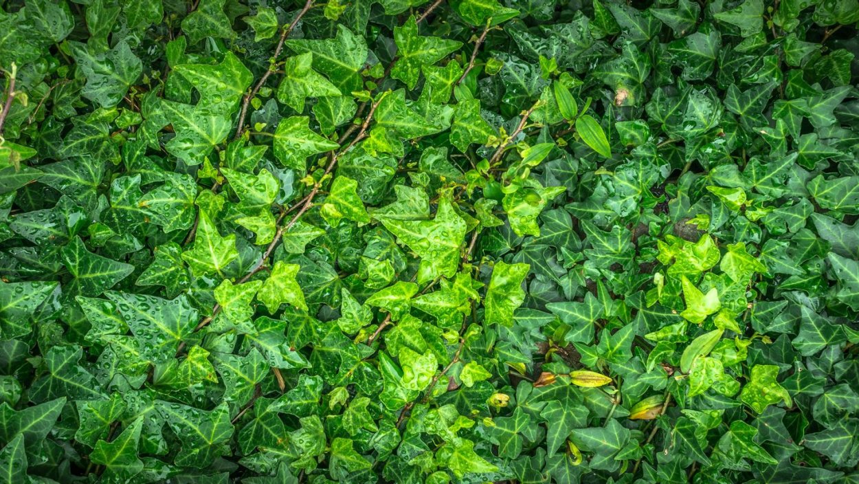 Плющ зеленый Хедера