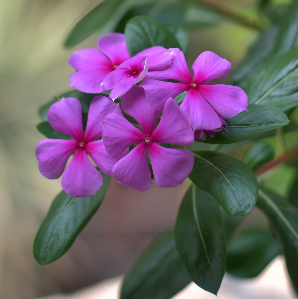 Катарантус грейп