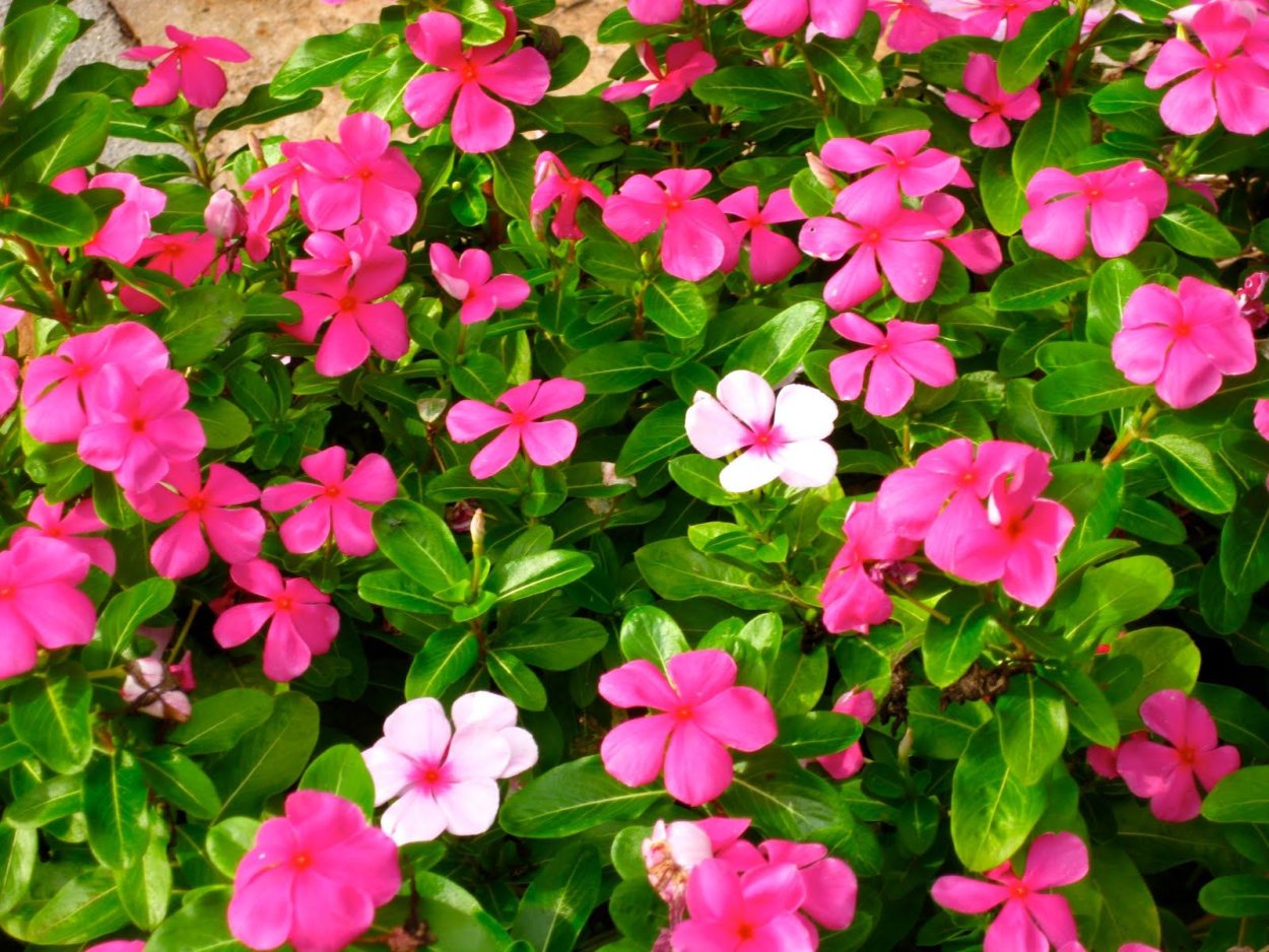 Катарантус Альпийский