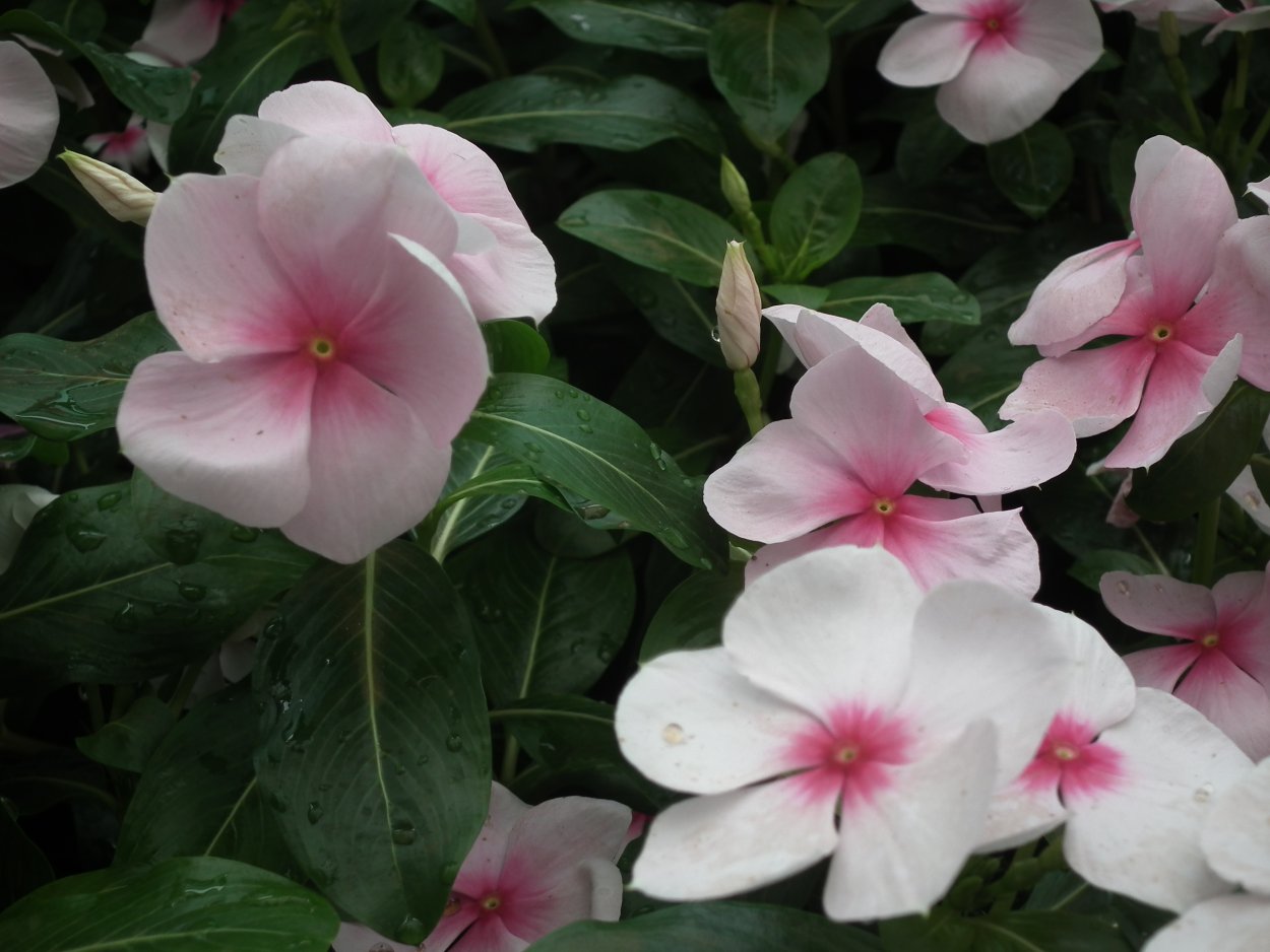 Катарантус Сиеста белый