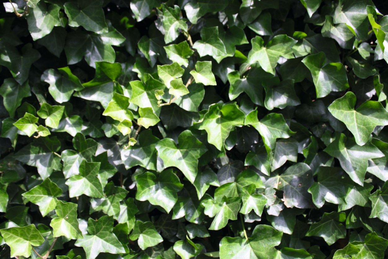 Хедера Хиберника