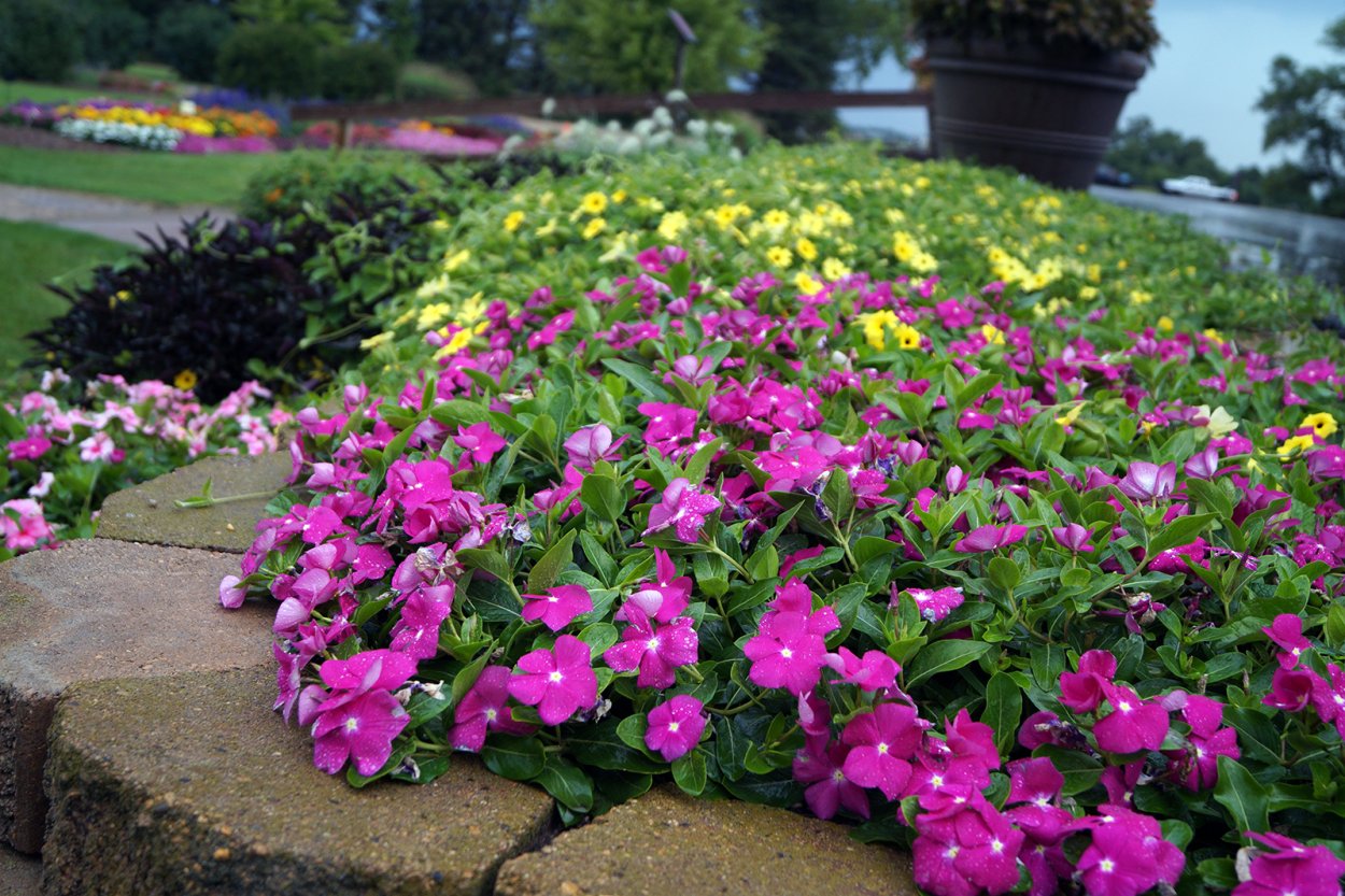 Vinca Cora XDR HOTGENA New