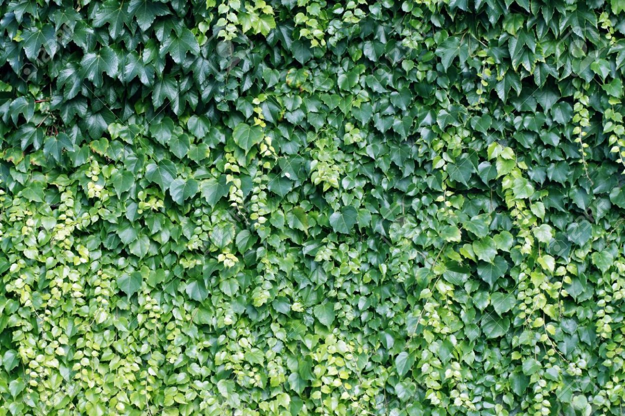 Вьющаяся изгородь текстура