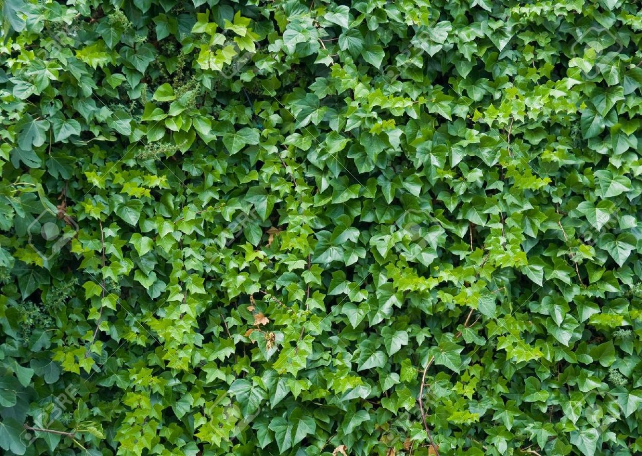 Вьющаяся изгородь текстура