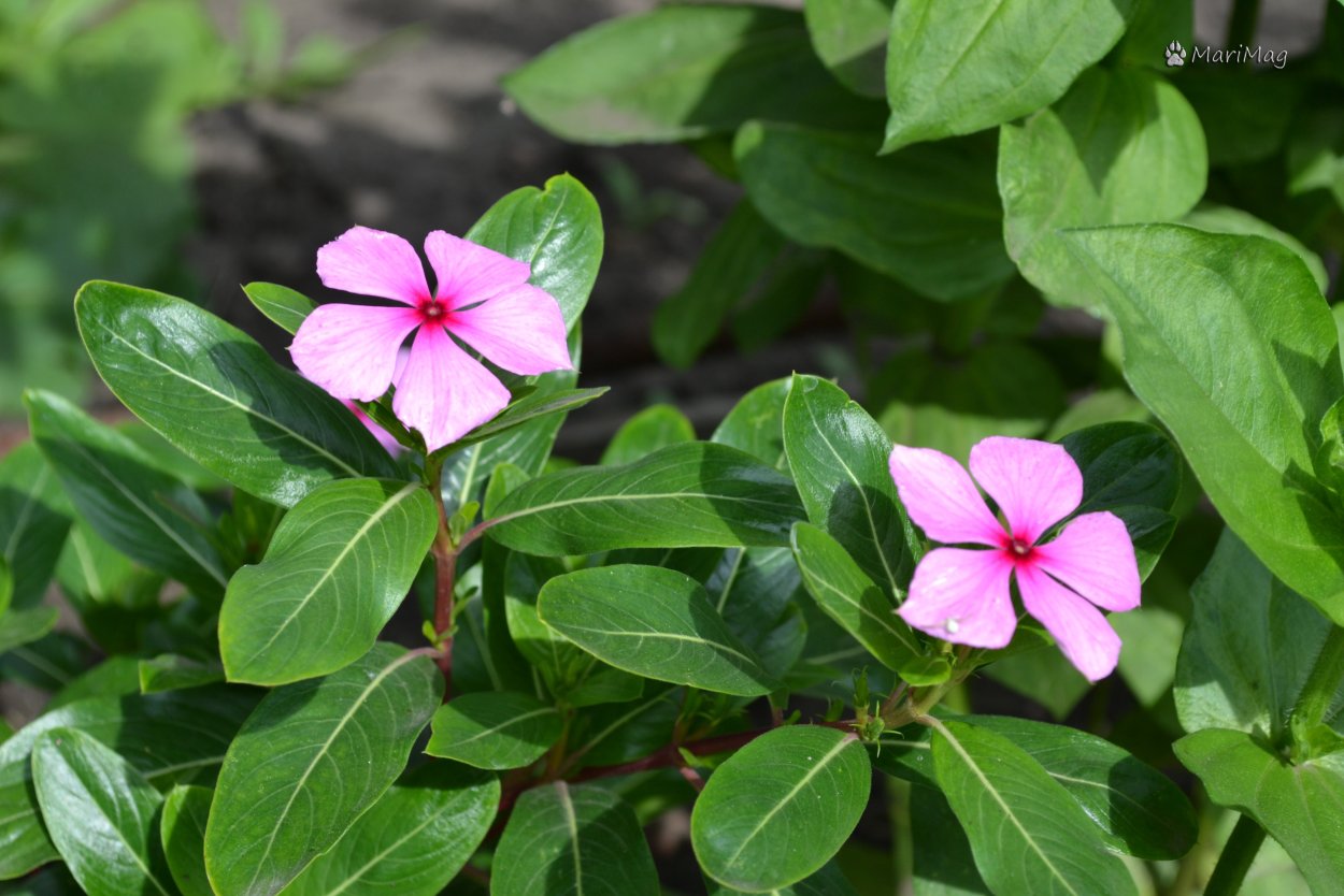 Катарантус Казанова (профи)