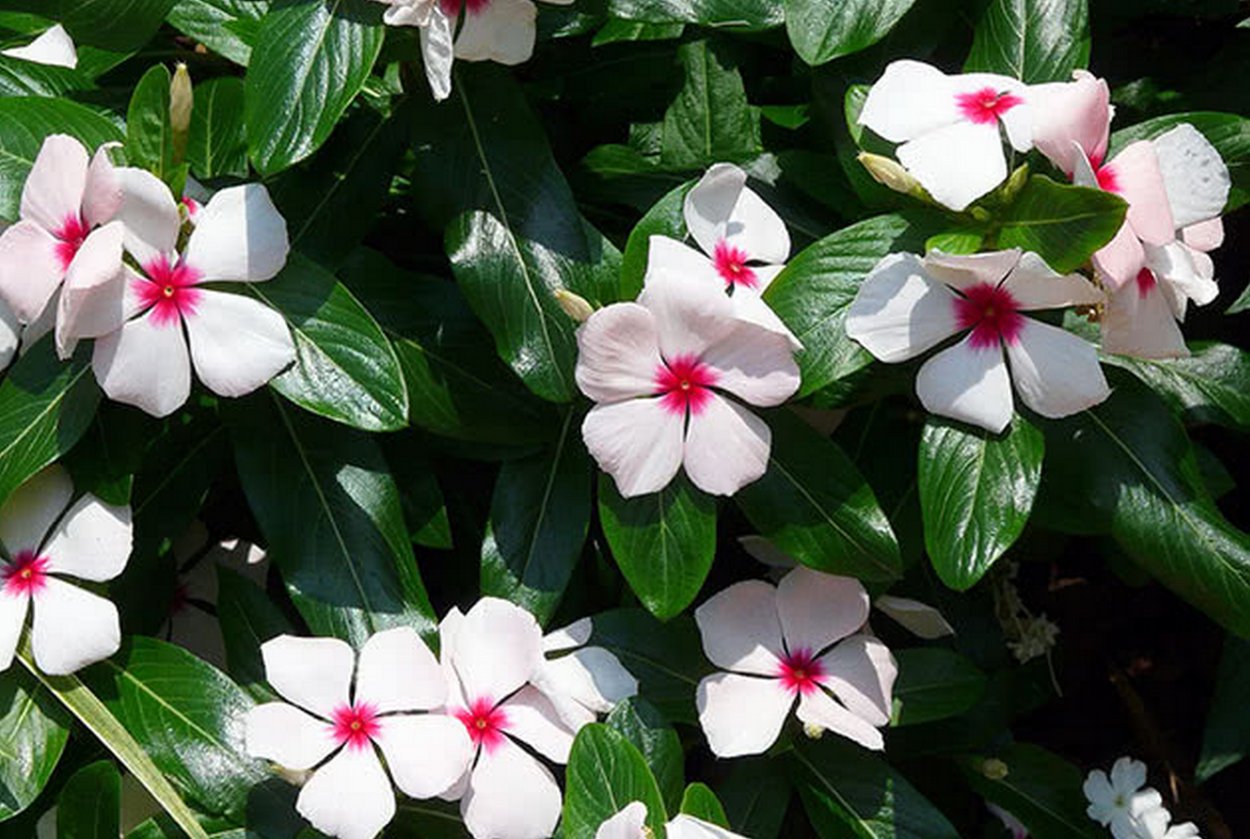 Катарантус Пацифика