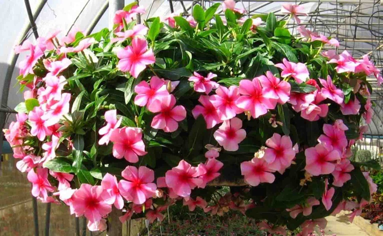 Катарантус ампельный Медитерранеан