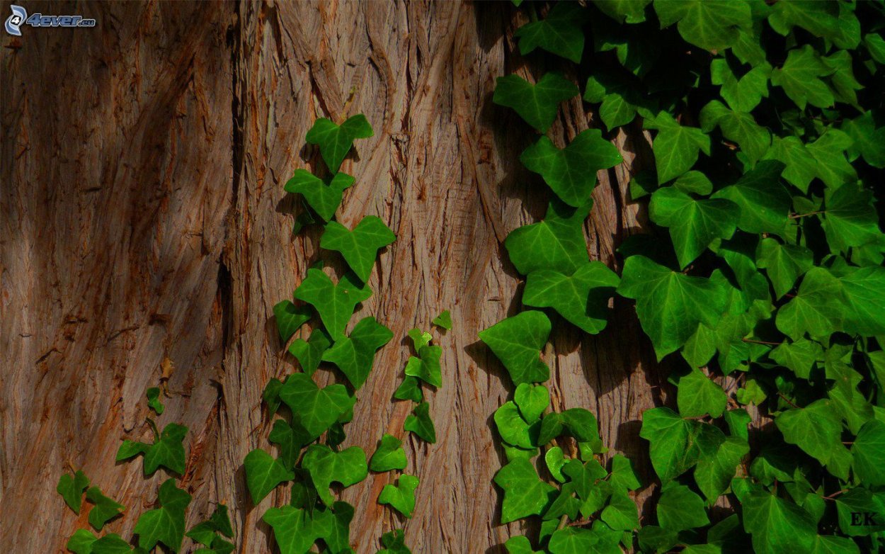 Плющ Лесной