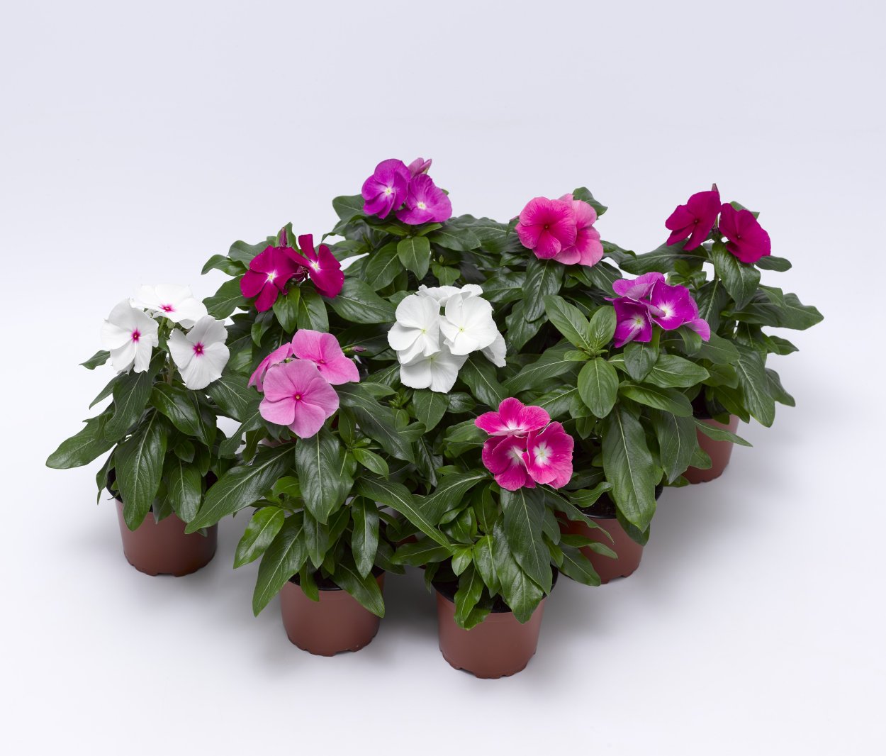 Катарантус Хитвейв