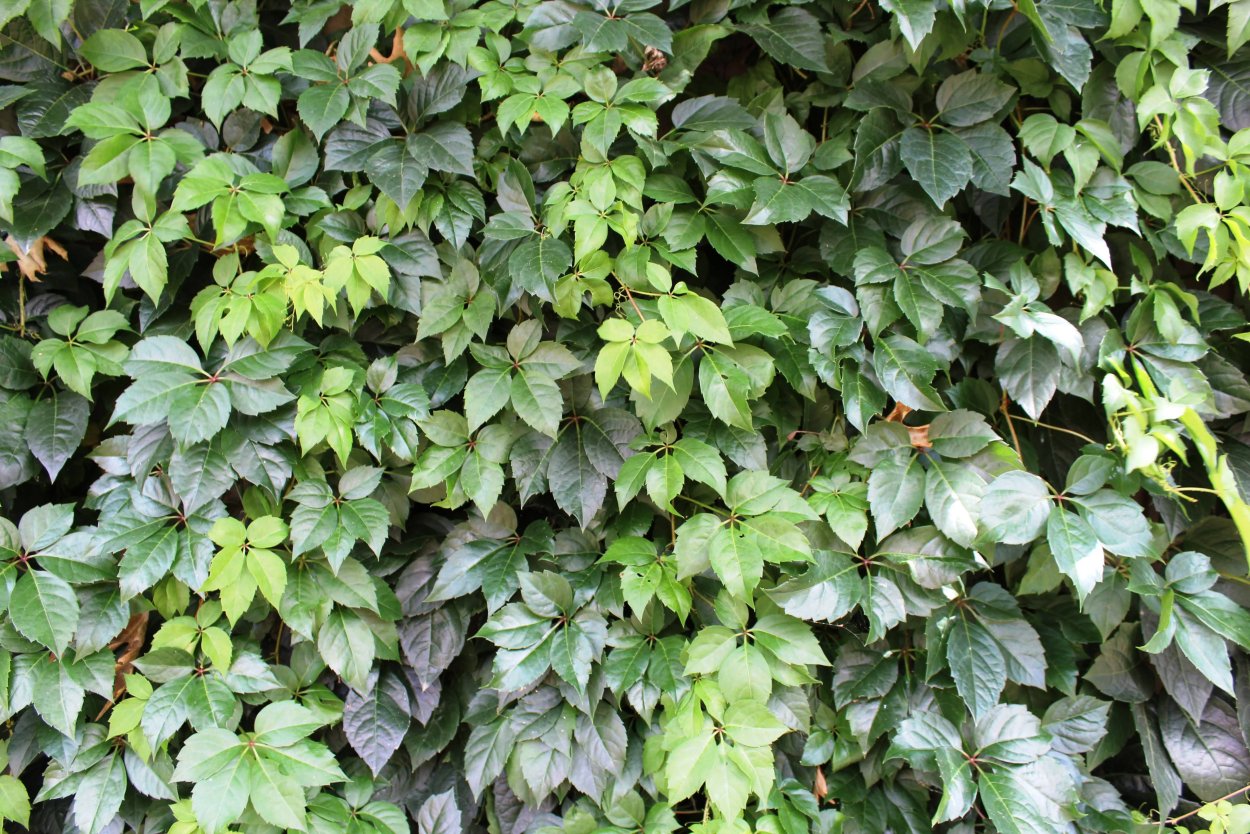 Плющ вечнозеленый (Hedera).