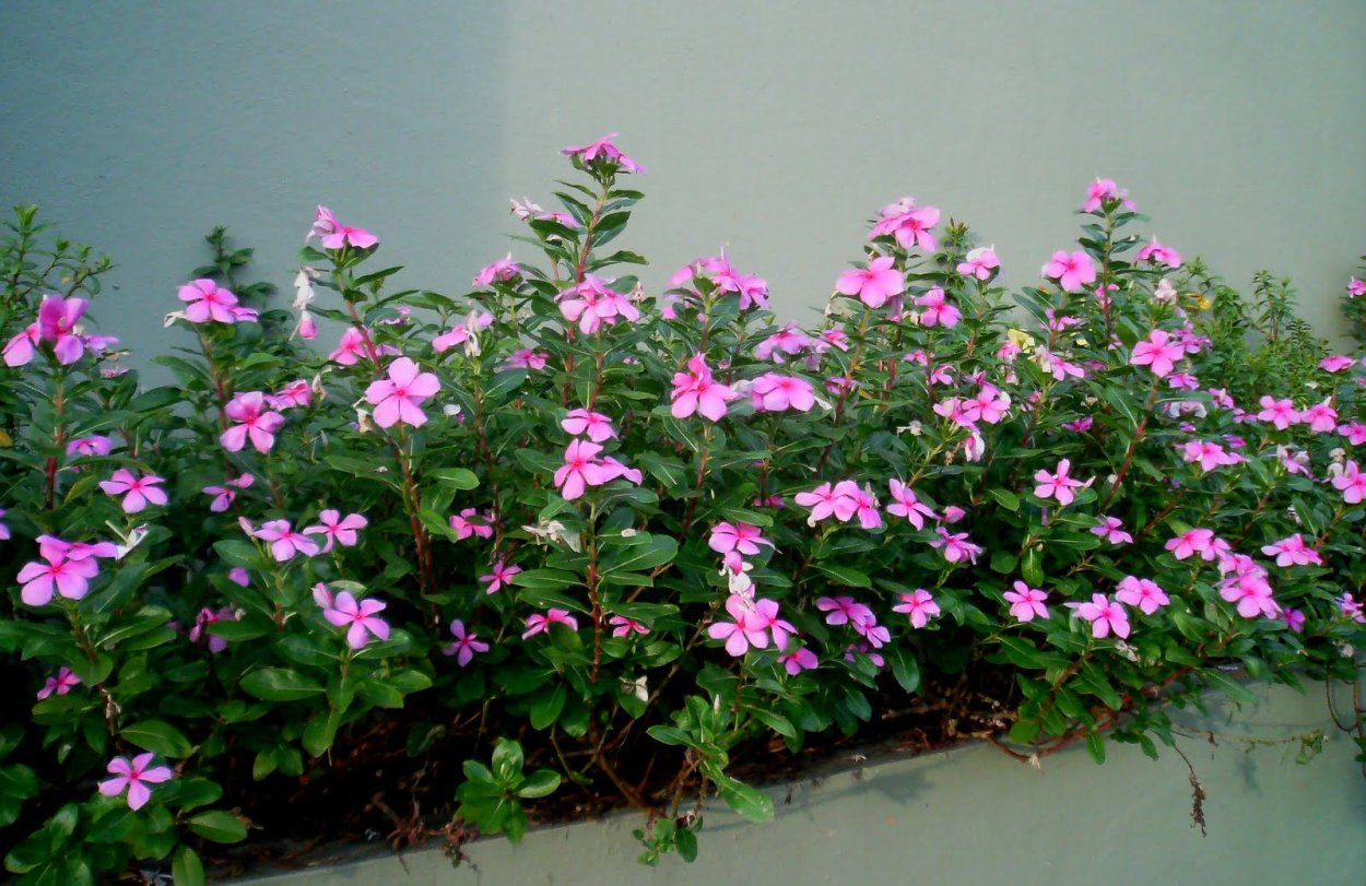 Цветущий Барвинок в горшке