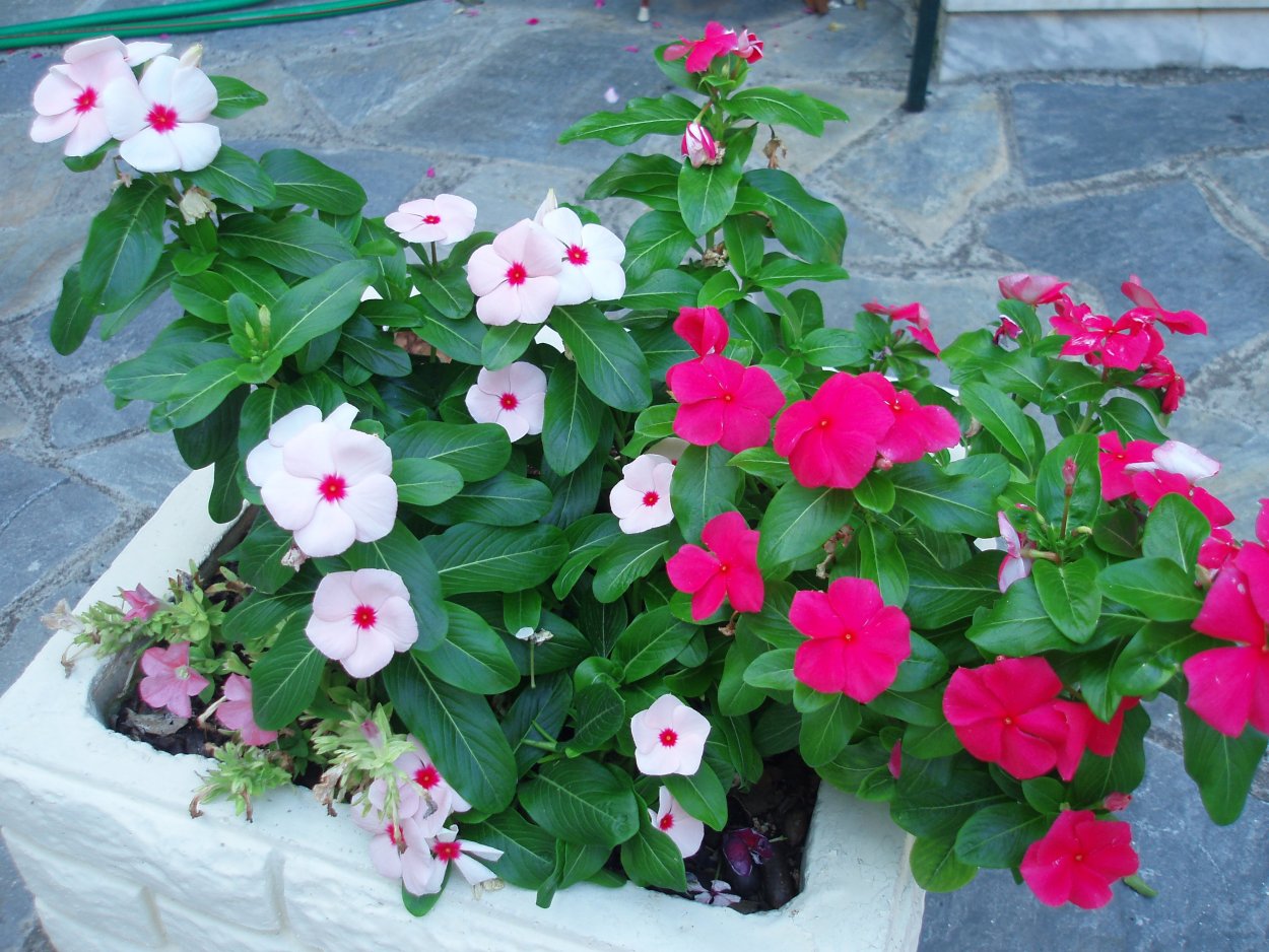 Catharanthus roseus