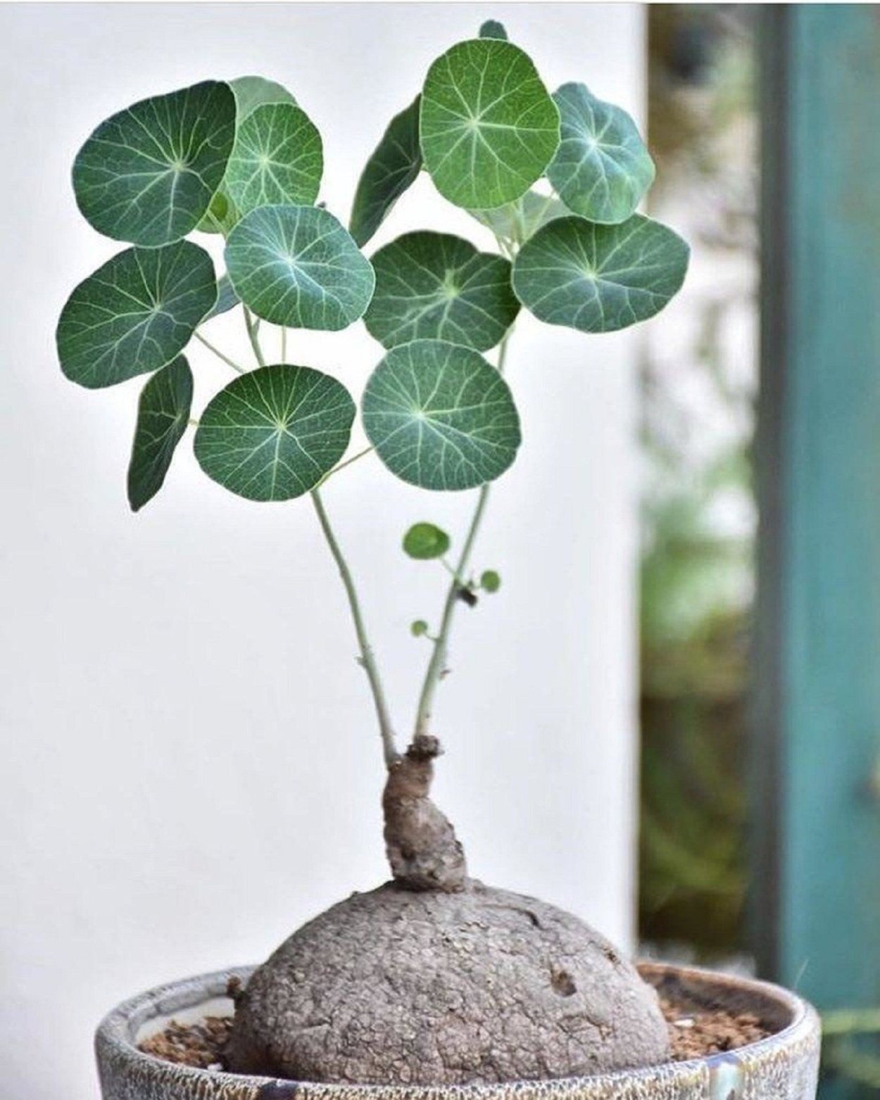 Стефания каудексная