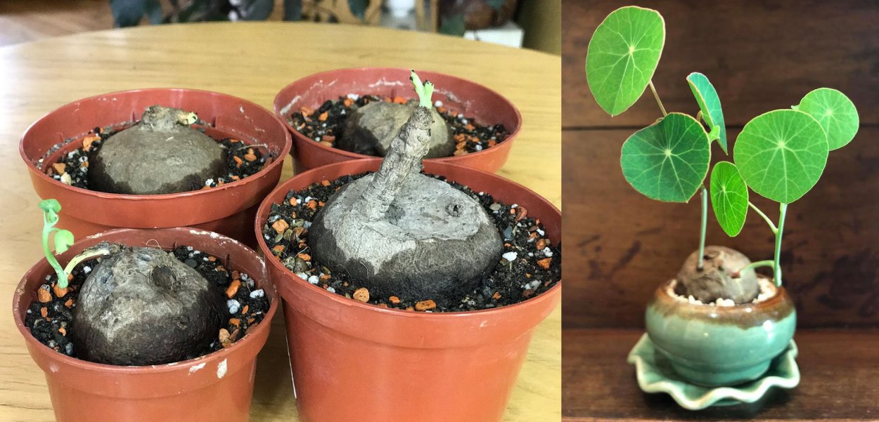 Стефания Эректа растение