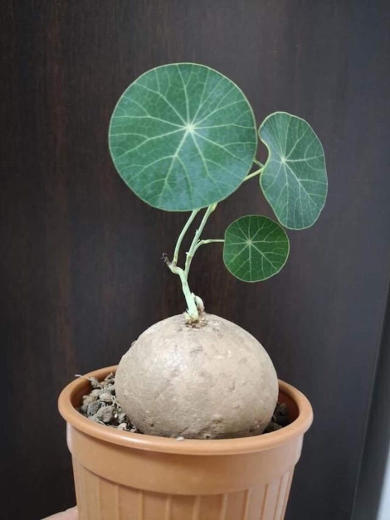 Стефания каудекс