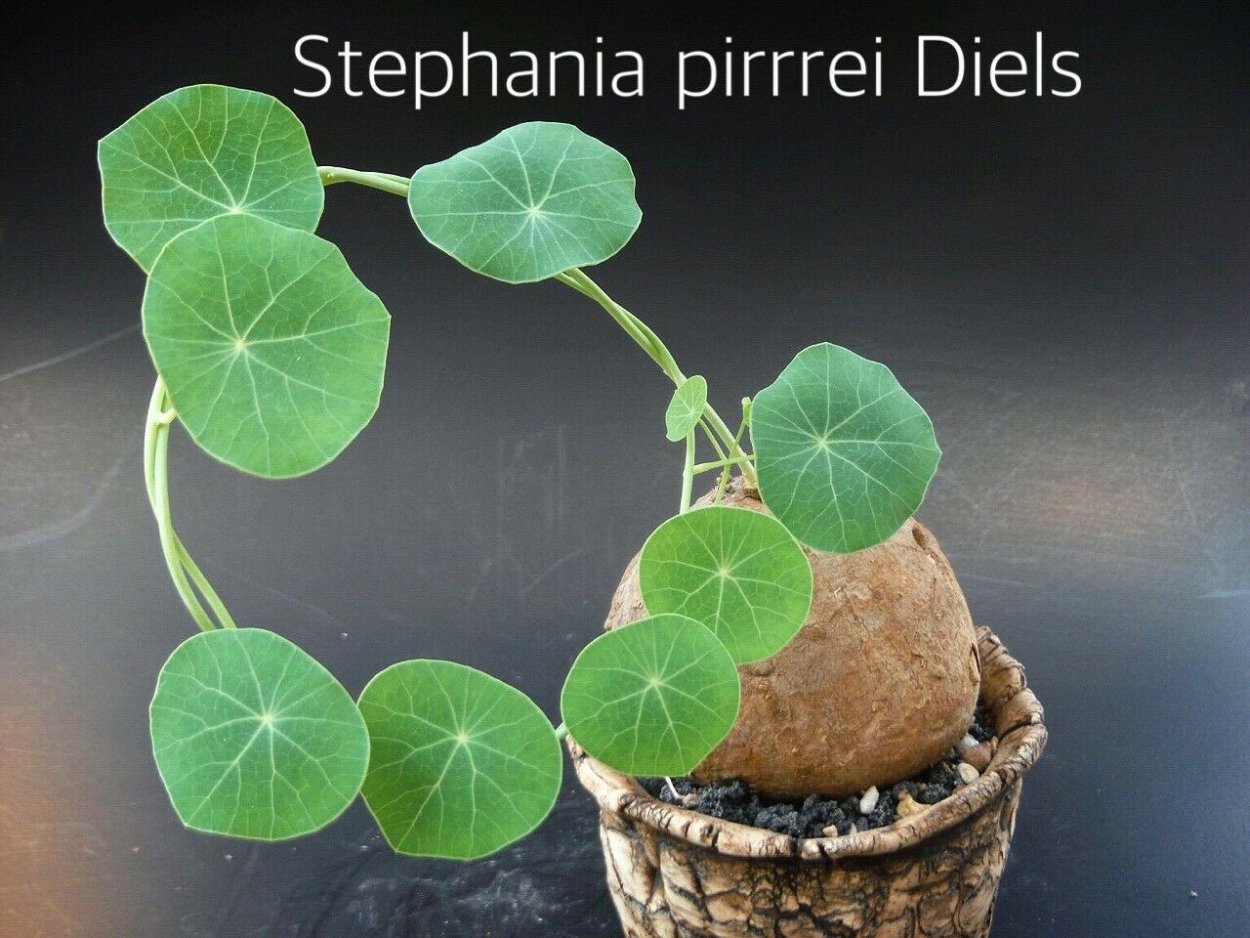 Стефания каудекс