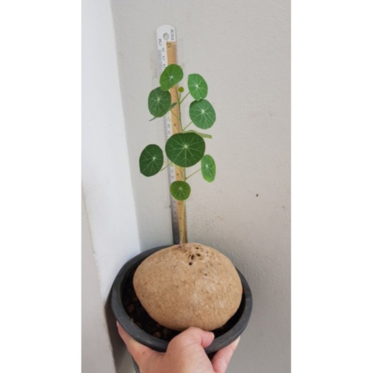 Stephania yunnanensis