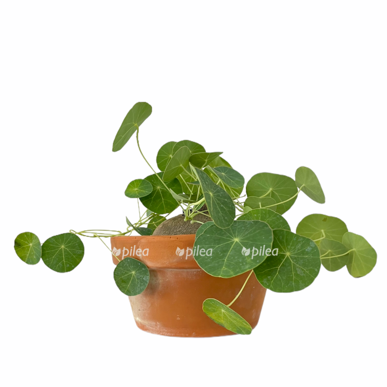 Стефания каудексное растение