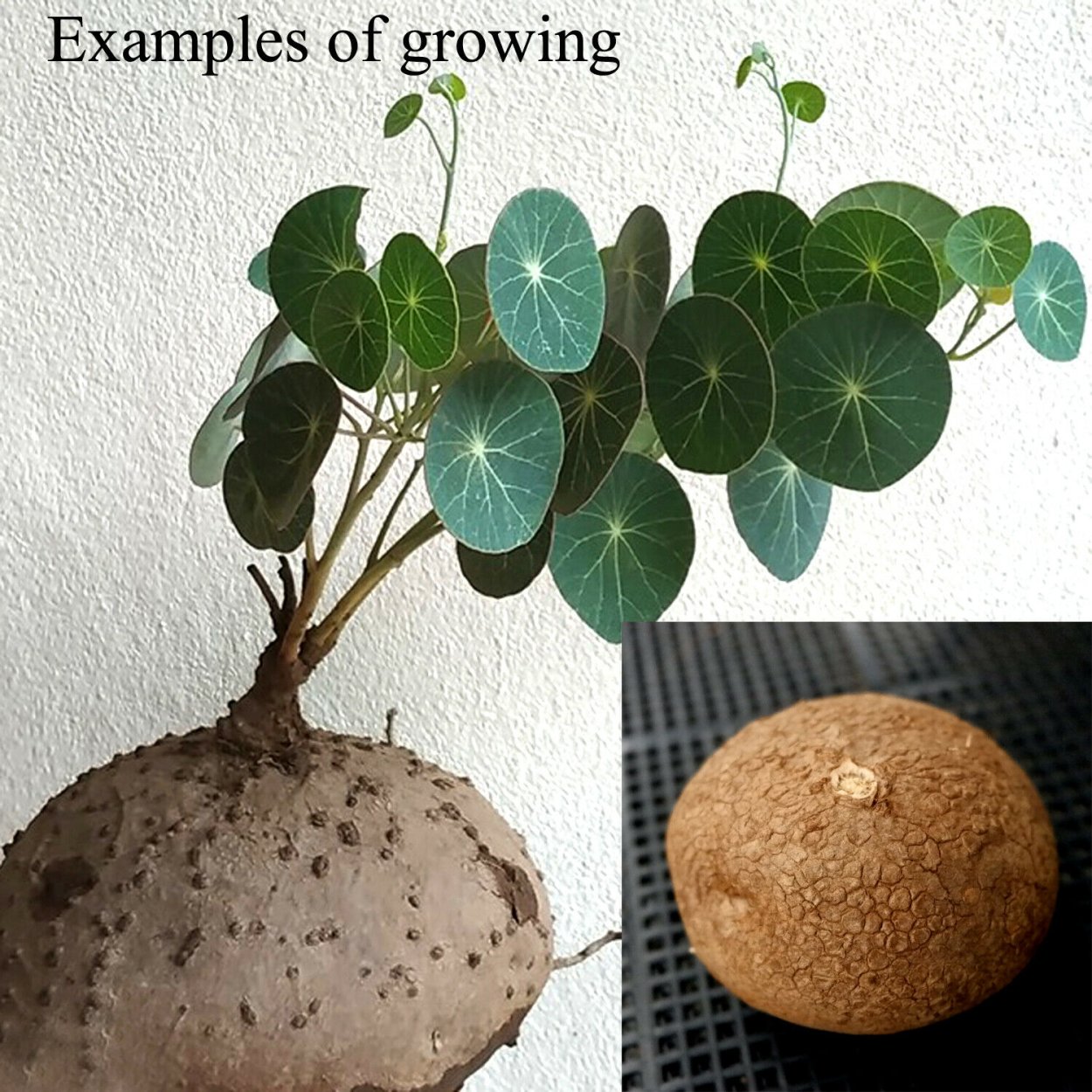 Стефания Эректа