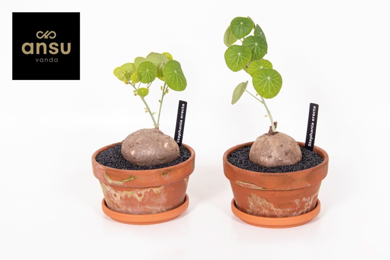 Стефания суккулент