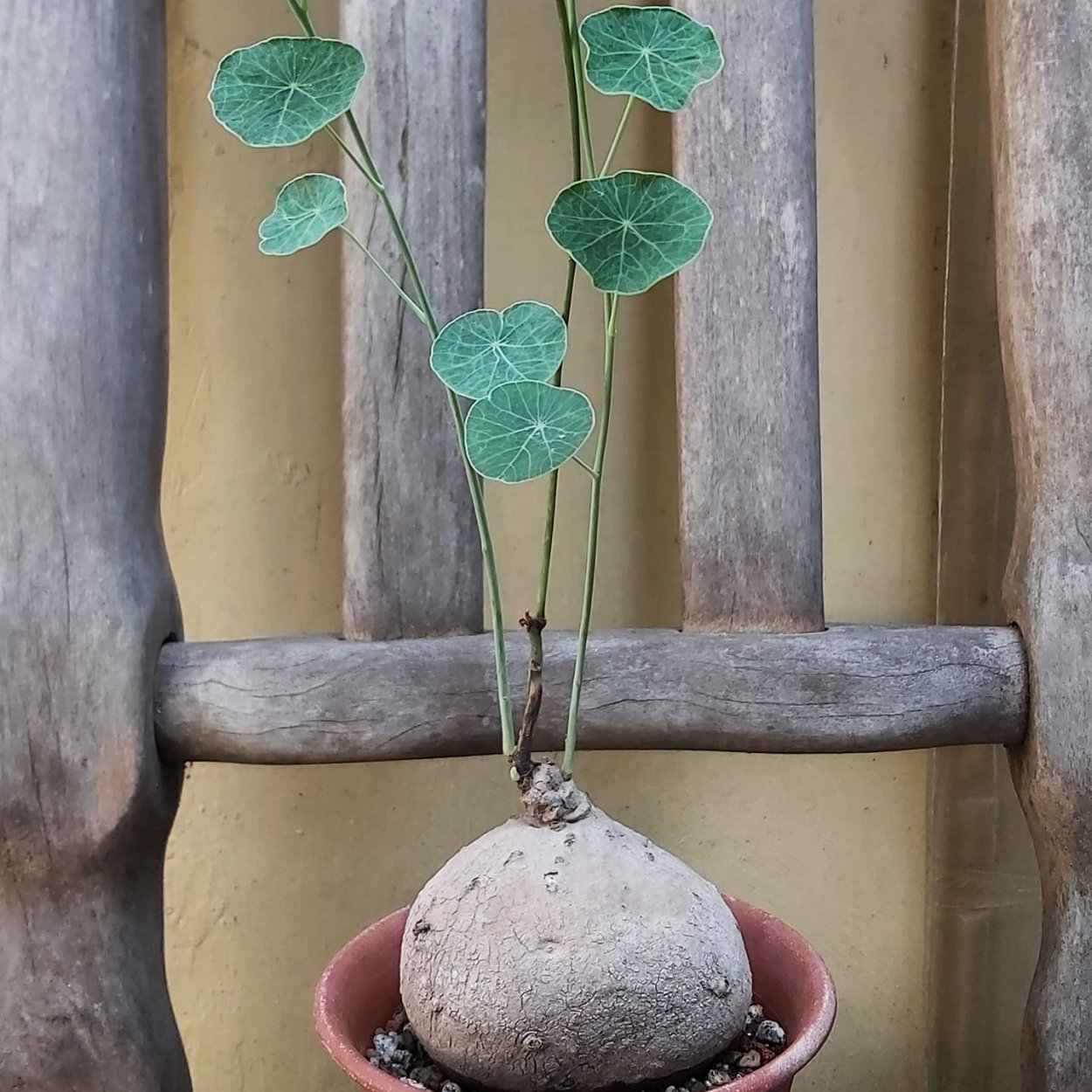 Stephania erecta (Стефания)