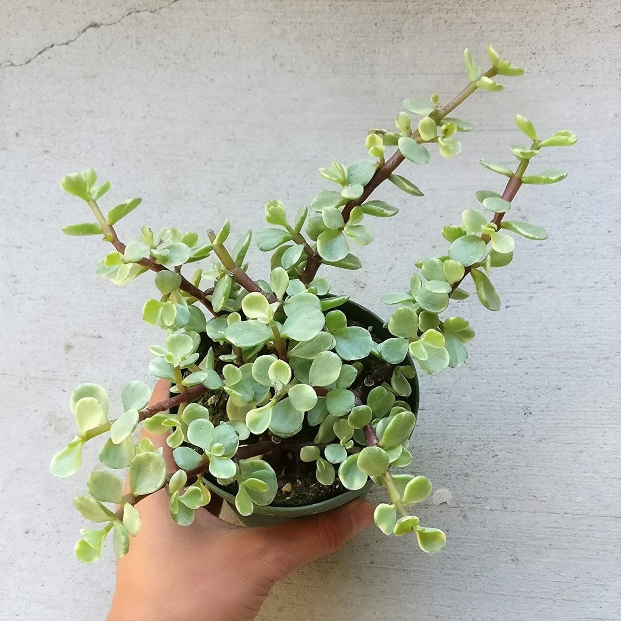 Барбарис Тунберга Эректа