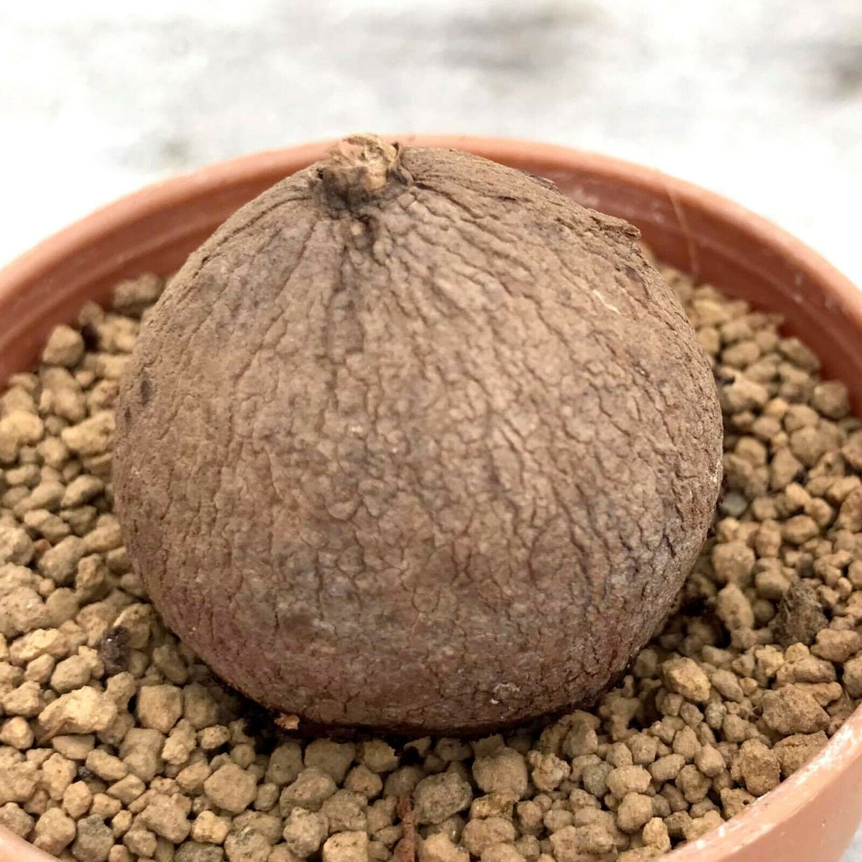 Stephania yunnanensis