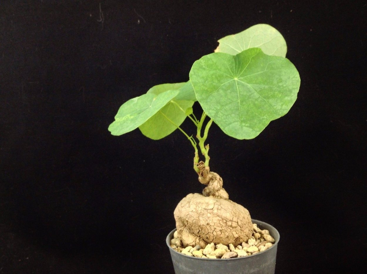 Стефания Эректа растение