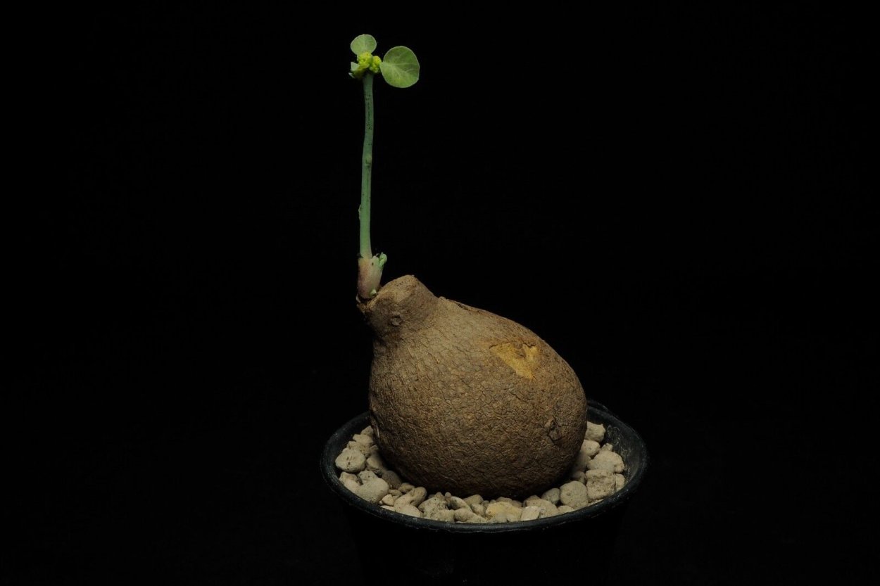 Дуранта Лоренца оранжевые ягоды