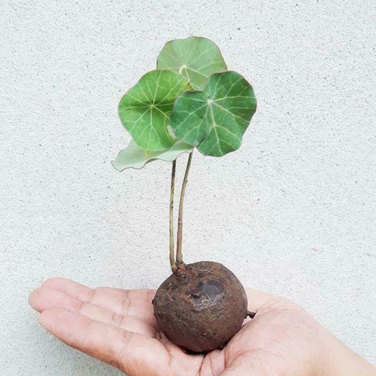 Стефанотис флорибунда d12