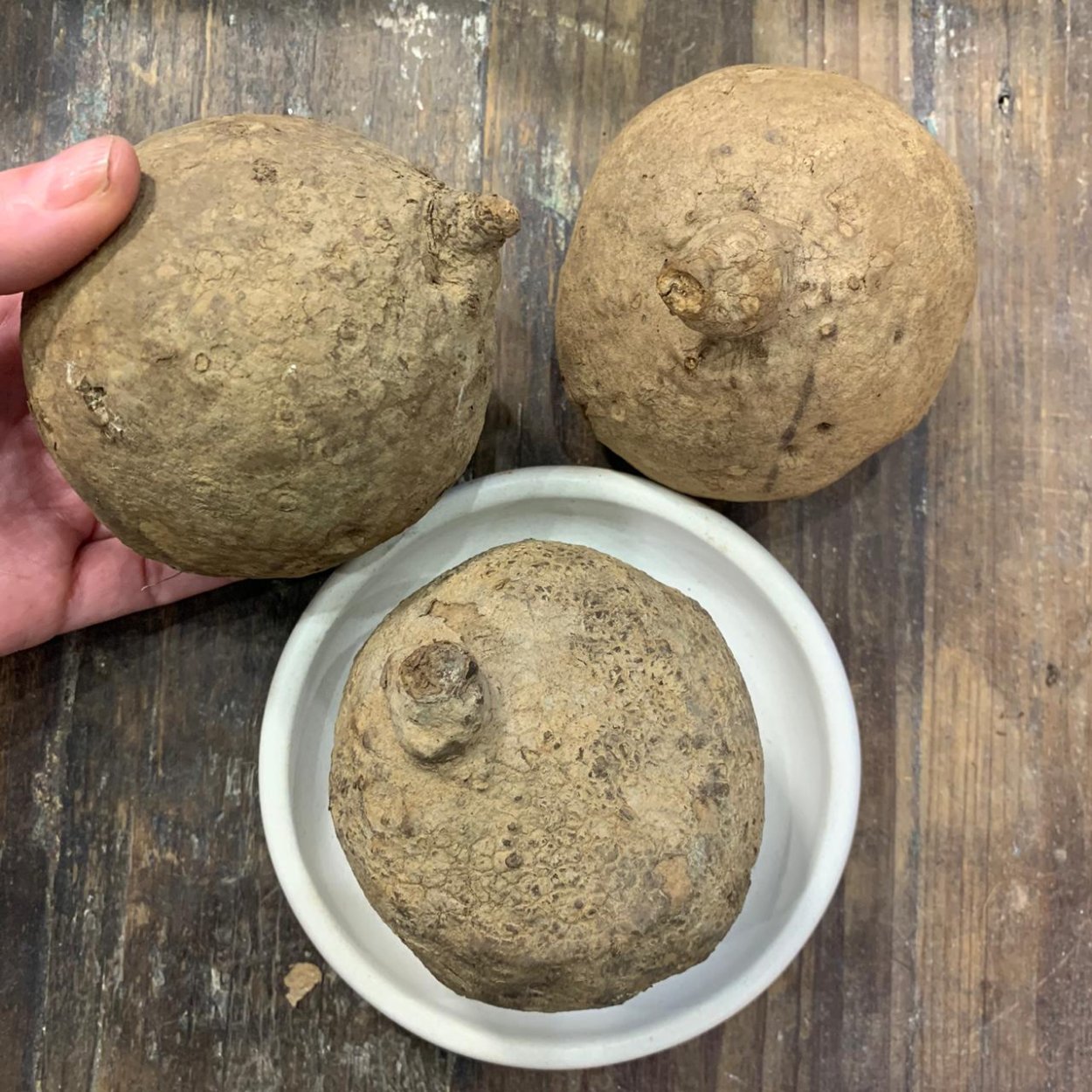 Стефания erecta