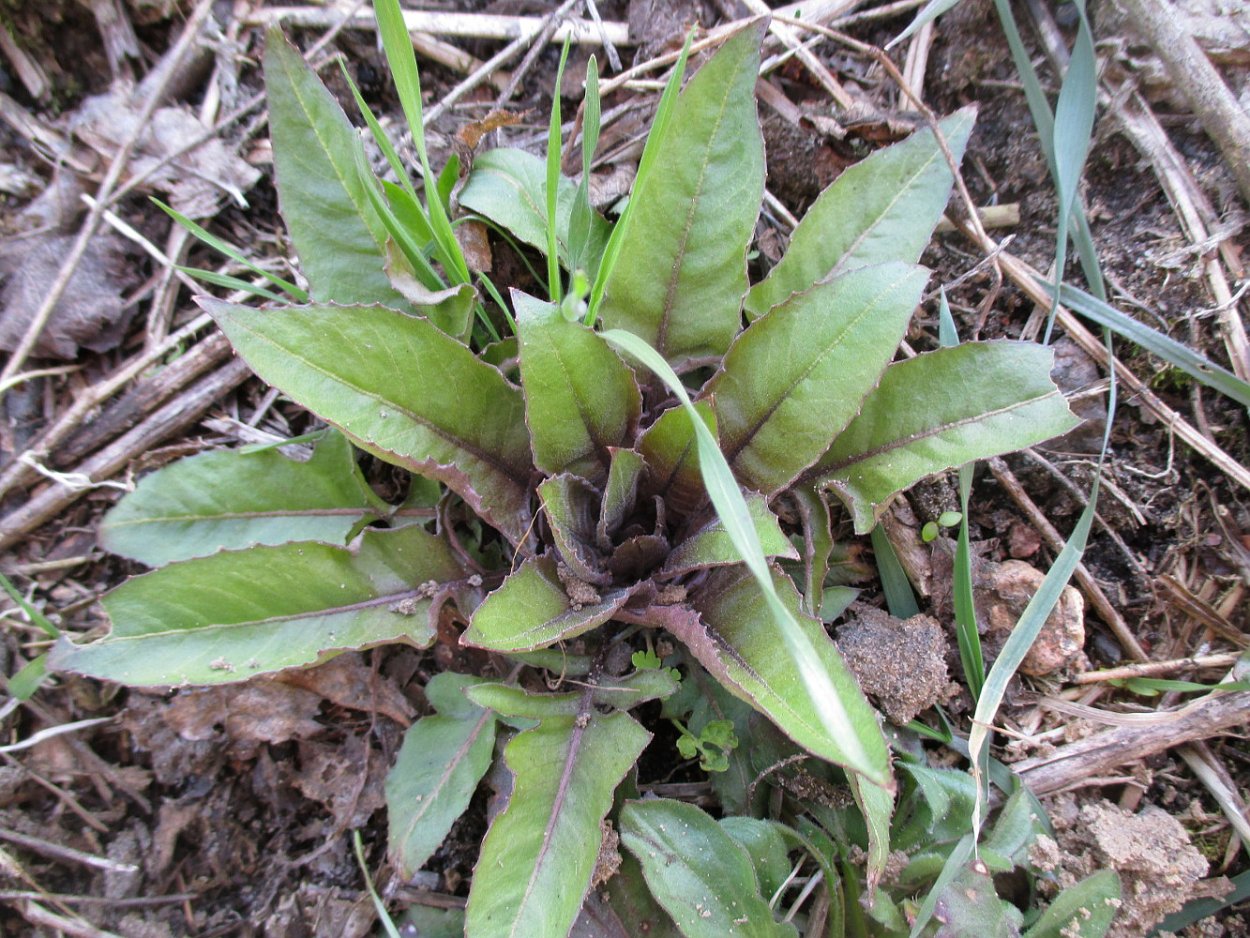 Свербига Восточная Bunias orientalis