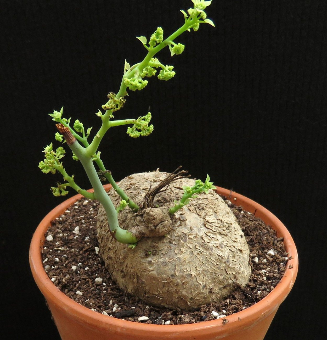 Stephania erecta (Стефания)