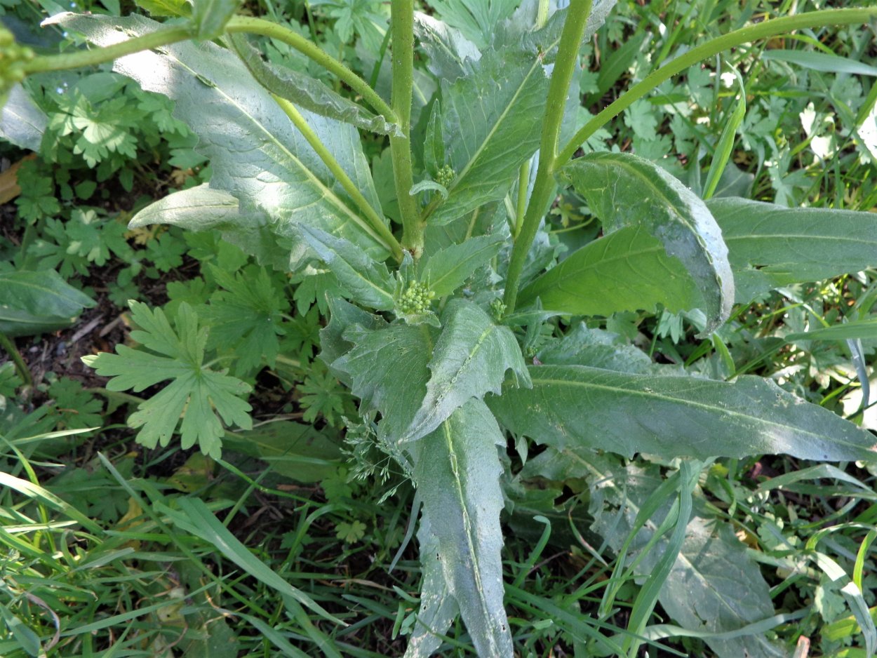 Сурепка свербига Восточная