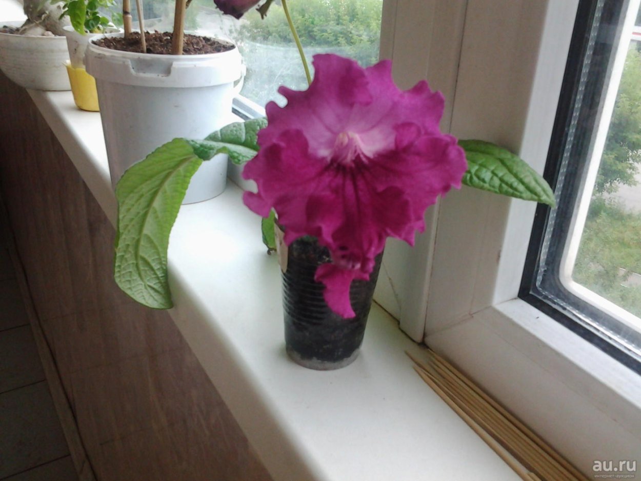 Барбарис Тунберга Ауреа